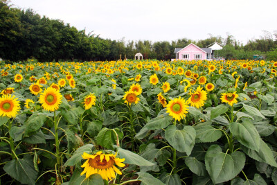 葵花成海，思念成灾。。。