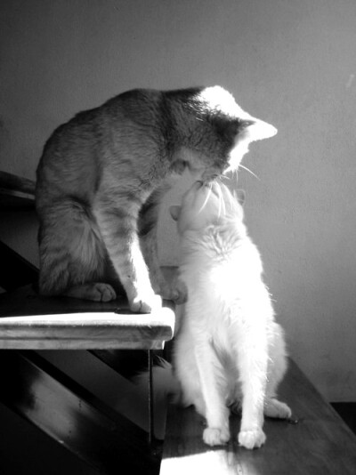 Kitty kiss