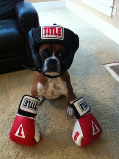 I'm boxing fighter