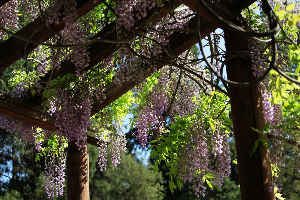 紫藤花开