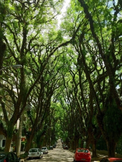 巴西阿雷格里港南部的一条树隧道，由100多棵树木构成，是当地的一个热门旅游景点。这条街道名为“格卡罗-德卡瓦霍”，被一名葡萄牙生物学家赞为“世界最美之地”。