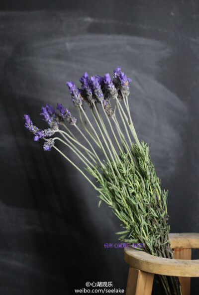 Lavandula dentata-齿叶薰衣草 。不同于我们薰衣草干花的浪漫，这款新鲜的薰衣草更多的是可爱，小小的叶子带着圆圆的可爱齿边，仿佛春天的小裙子，紫色的花穗上还有一对对的兔耳朵，所以这款品种也叫做兔子薰衣草，…