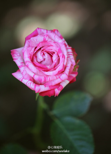为“三八美女节”特选斑马纹混色玫瑰Rose N-Tertain，种植园提供名字为：“欢乐”，来自南美洲厄瓜多尔皇家花卉公司。旖旎炫丽，仿佛在浪漫的梦里下了场玫瑰色的流星雨，一颗颗幸福的流光绽开来，等你握它在手心。