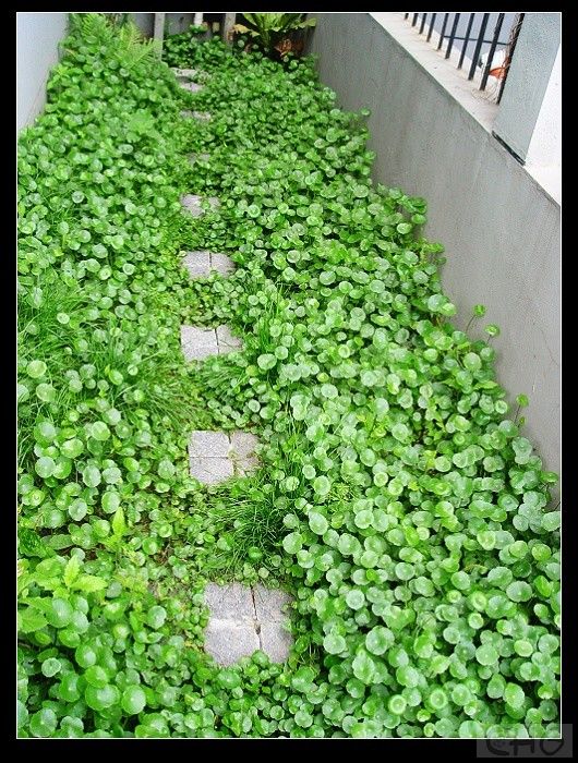 重点推荐：铜钱草 院子里有特阴的其他植物无法种植的地方，可种铜钱草，千万别种阳光足的地方，此草繁殖能力惊人，而且不容易清理。 花期：以观叶为主，初夏开小白花。 管理：涝不死，旱不死，喜肥。 下图那位置原来种草皮，光线不好改种铜钱草了，就1年功夫从两小盆发展到10平米的规模了。