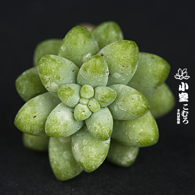  多肉植物 Sedum morganianum var. burrito 新玉缀