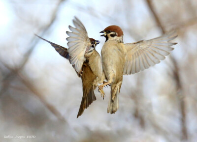 Photograph I love you!. by Galina Jacyna