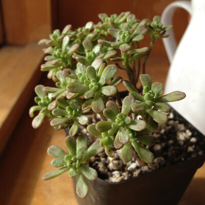 小人祭/日本小松 多头老桩 多肉植物 景天