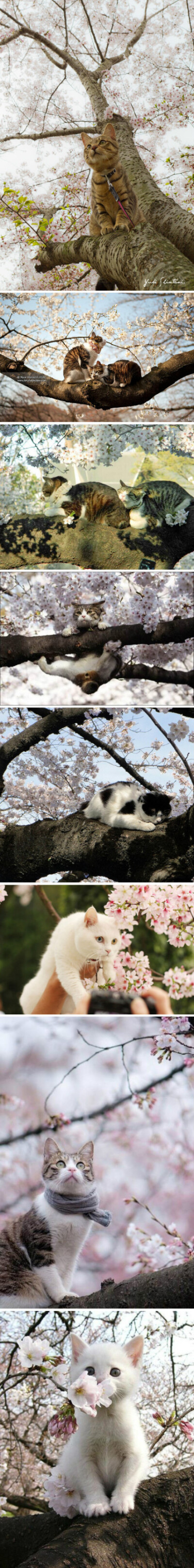 喵生的樱花季