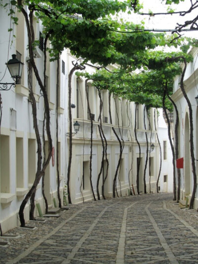 Street of Jerez, Spain。好特别，就像个大走廊一样。