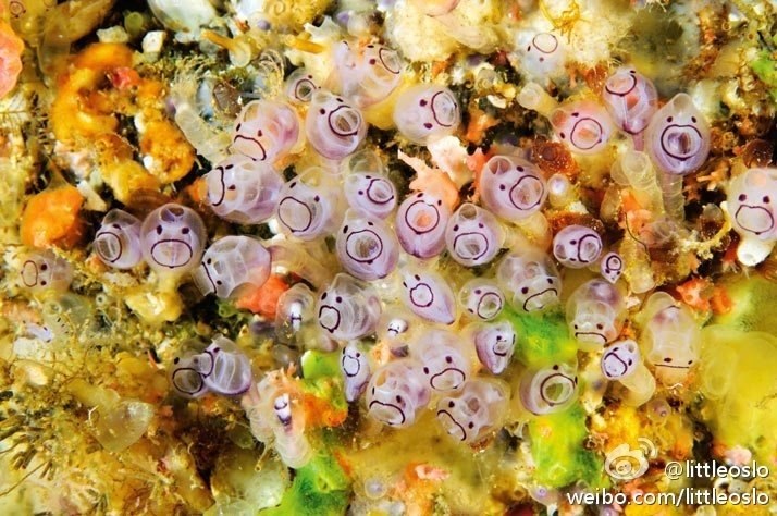 這是一群在日本「父島」海域被發現的紫色被囊類（tunicates），還沒有正式的科學命名。（圖片來源：National Geographics）-- 好似波兒!!!