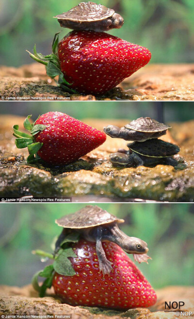 澳大利亚布里斯班附近的一家农场，两只小龟和一只大草莓相遇了。小龟们只有十几天大。