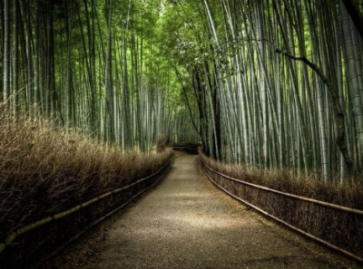 日本京都的岚山竹子步道