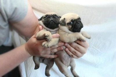 a couple of pugs