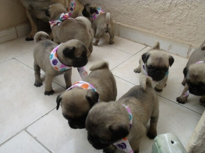 Baby pugs on the loose