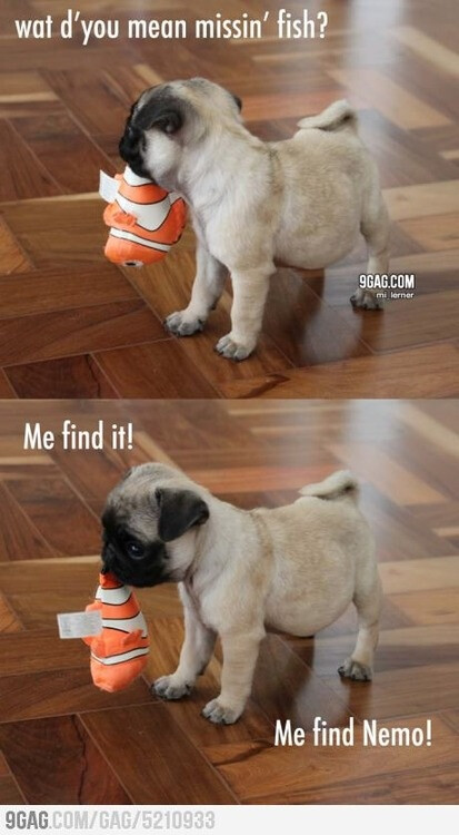 Baby pug's quest to find Nemo