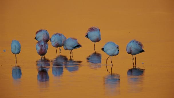 朗卡国家公园(Lauca National Park) 阿塔卡玛