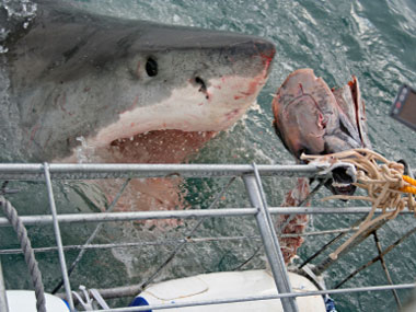 甘斯拜的鲨笼潜水项目（cage diving with Great White sharks）