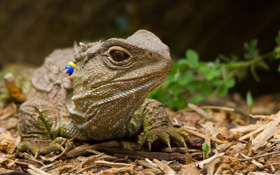 古新西兰：Karori自然保护区