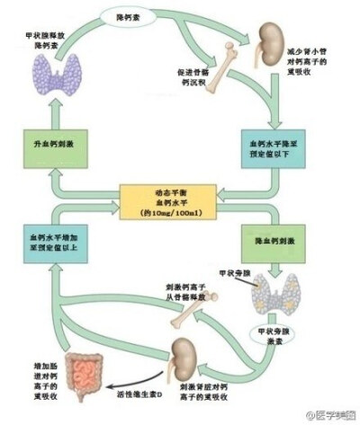 血钙的调节