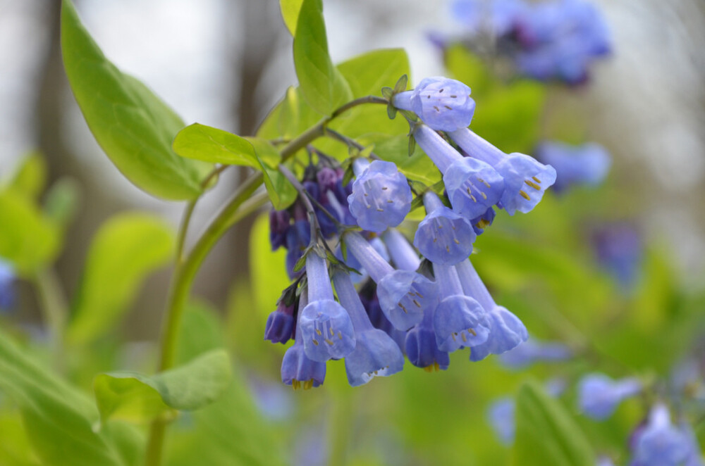 Mertensia virginica。 弗吉尼亚蓝钟花。