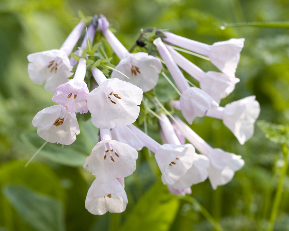 mertensiavirginica弗吉尼亚蓝钟花