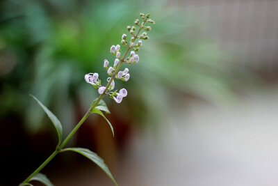 猫须草（唇形科肾茶属）