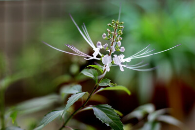 猫须草（唇形科肾茶属）