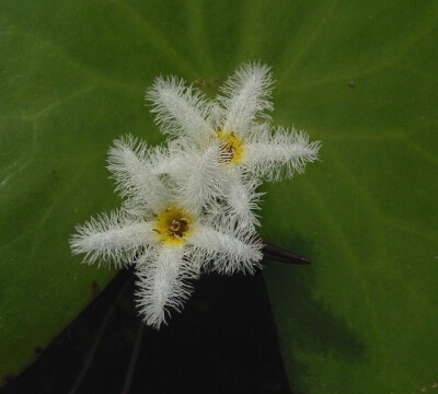 金银莲花（Nymphoides indica (L.) O. Kuntze），又名印度莕菜。是睡菜科莕菜属多年生浮叶水生草本。花期2—8月。生于池塘、浅水湖、积水草坝等。