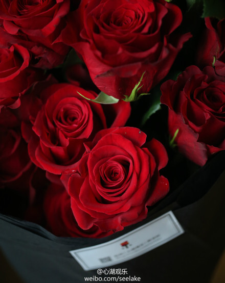 来自厄瓜多尔的红色玫瑰Freedom Rose（品种名：自由），适合在今天这个日子送出：“亲，我爱自由，但我更爱你，我把我和自由，都交予你！”