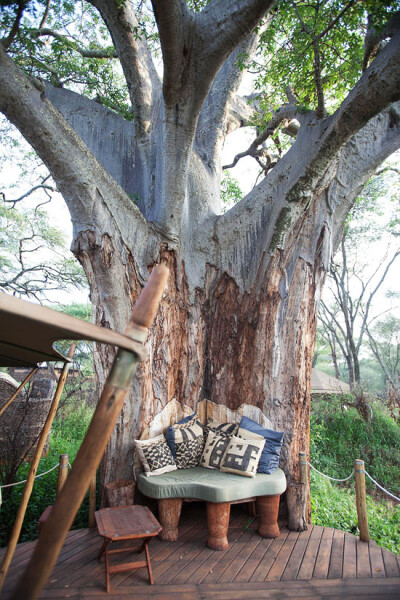 In a perfectly formed nook of a large tree.