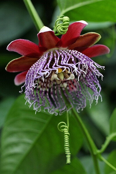 翅茎西番莲 Passiflora alata：原产于亚马逊河，从秘鲁到巴西东部，植株不小，花的直径10-12厘米，在巴西翅茎西番莲被当作药物，并被列入1929年第一版的巴西药典