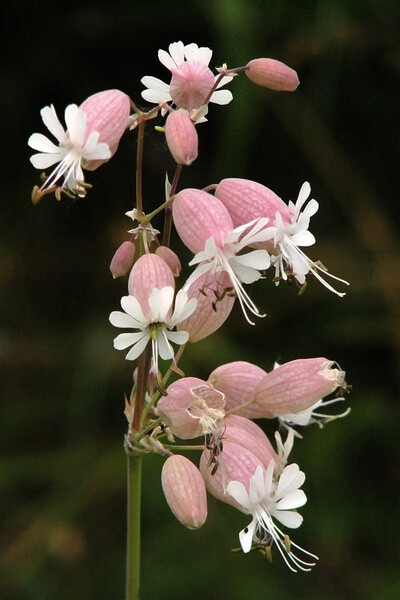 白玉草 Silene vulgaris：石竹科蝇子草属的植物。分布于欧洲、蒙古、伊朗、土耳其、非洲、印度、尼泊尔以及中国黑龙江、西藏、内蒙古等地，生长于海拔150米至2,700米的地区。