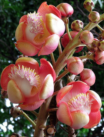 炮弹树 cannonball tree：玉蕊科一种软木质高大乔木，原产于南美东北部，北美南部有栽培。果球形，直径达20公分，木质，形似生锈的炮弹，果肉厚，含多数种子，外壳坚硬，当地常用作器皿。（有些帖子误将此花当成 娑罗树或菩提树之花……虽然完全不像）