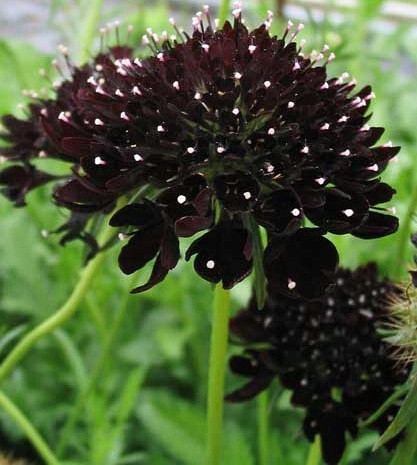 紫盆花Scabiosa atropurpurea：蓝盆花川续断科属植物