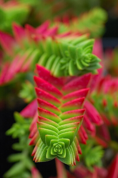 秋火莲Crassula capitella 景天科、青锁龙属多肉植物。植株丛生长圆形肉质叶交互对生，排列紧密，使植株呈四棱状，叶面有毛点，在阳光充足的条件下肉质叶呈红色。