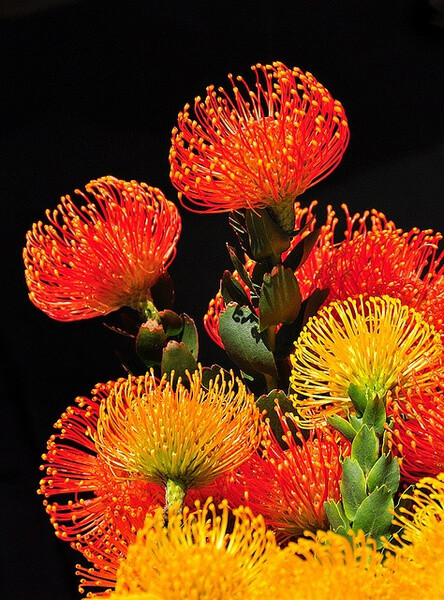 月桂叶哈克木（Hakea laurina）是一种澳大利亚西南部被广泛栽培的植物。