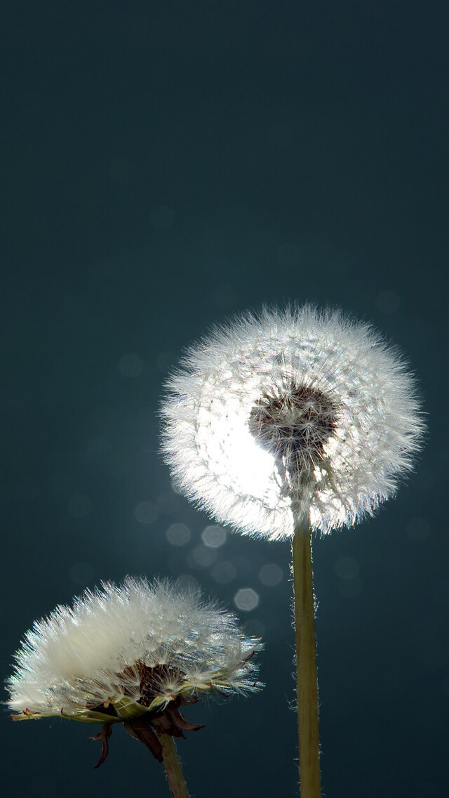 Dandelions Close-up iPhone 5 Wallpaper