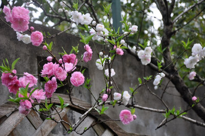 DSC_0085.jpg春天的脚步很快， 现在是木本集中开花的季节。 喷雪之后， 丁香， 双色寿星桃开了。 陪衬的还是二月兰。