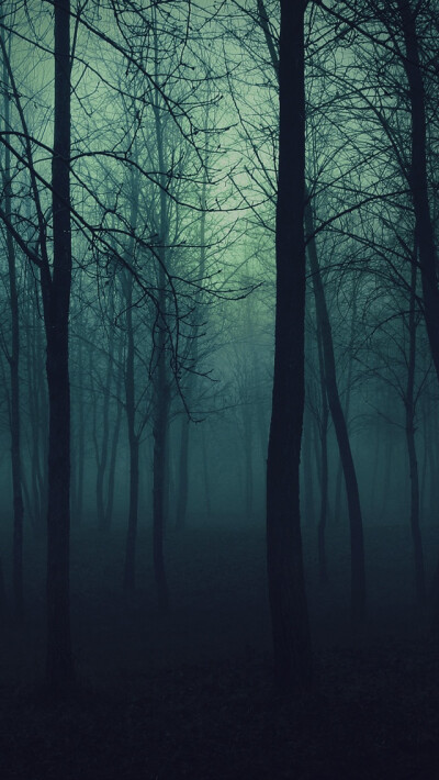 Dark Forest iPhone 5 Wallpaper