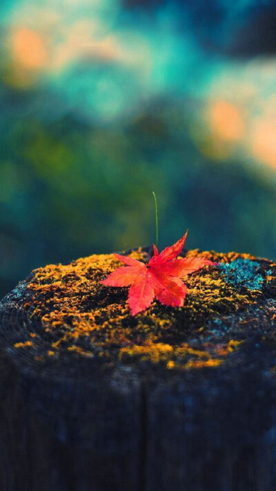 Autumn leaves on the wooden pier iPhone 5 Wallpaper