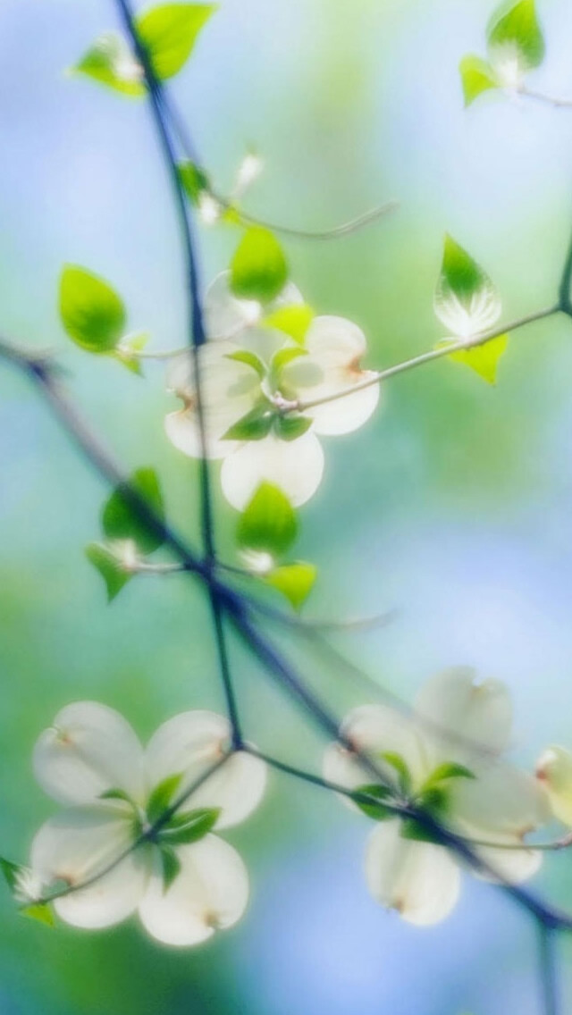 White Dogwood Blossoms iPhone 5 Wallpaper