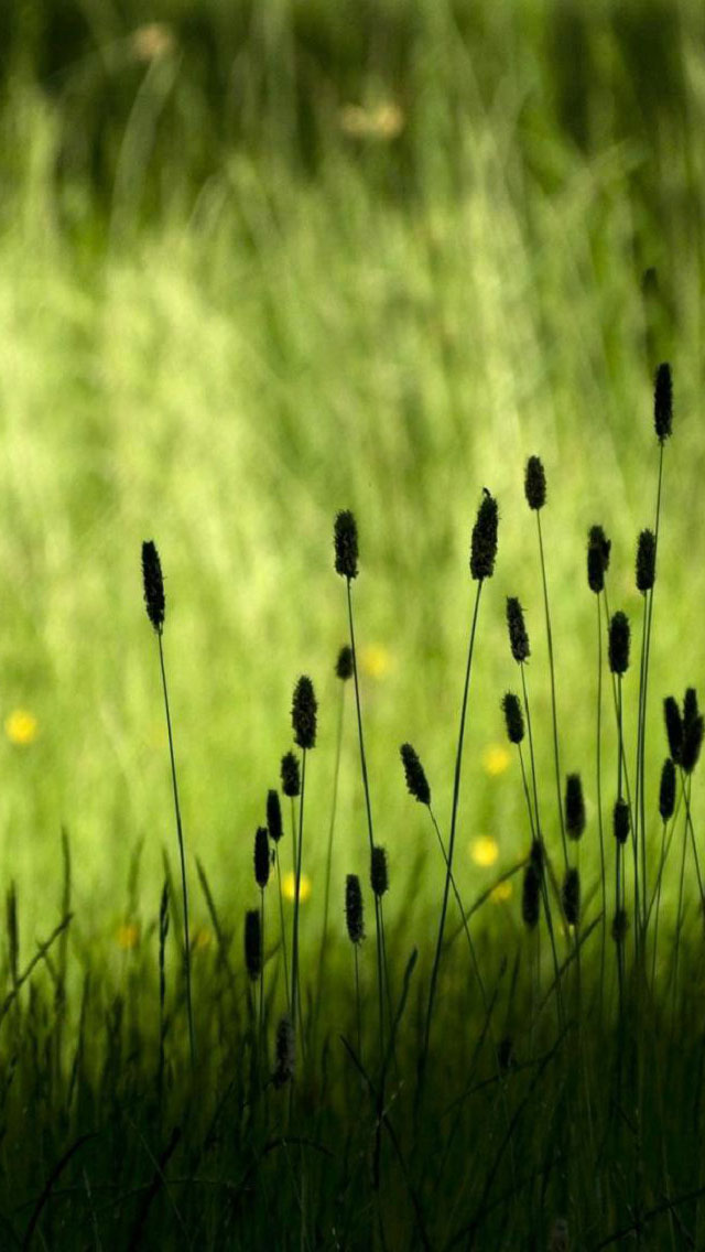 Grass iPhone 5 Wallpaper