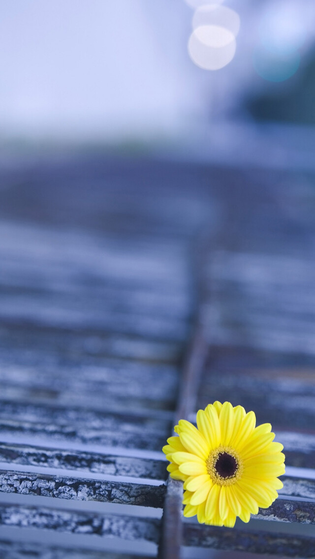 Yellow Gerbera iPhone 5 Wallpaper