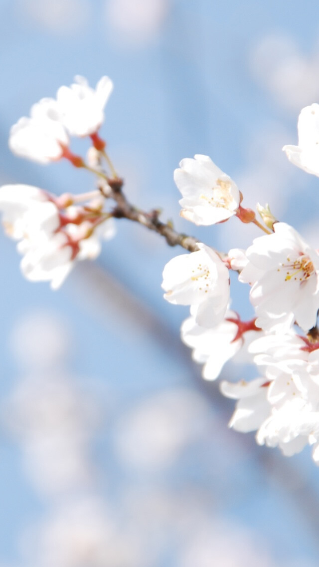 Cherry Blossom And Blue Sky iPhone 5 Wallpaper