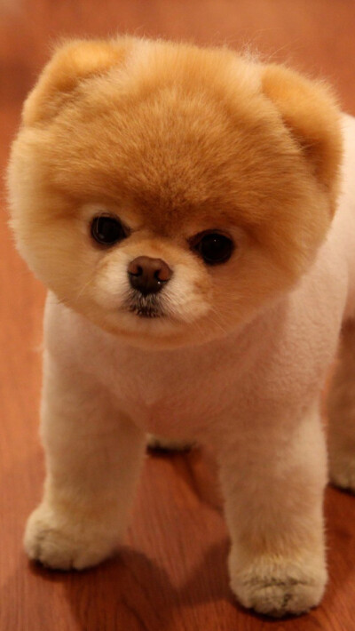 Cute Pomeranian Dog iPhone 5 Wallpaper