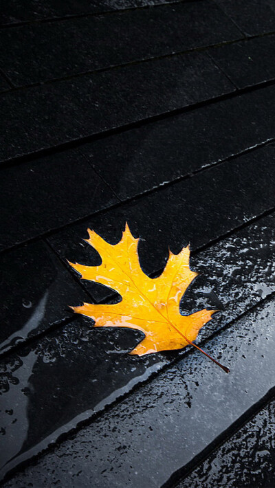 Yellow leaves iPhone 5 Wallpaper