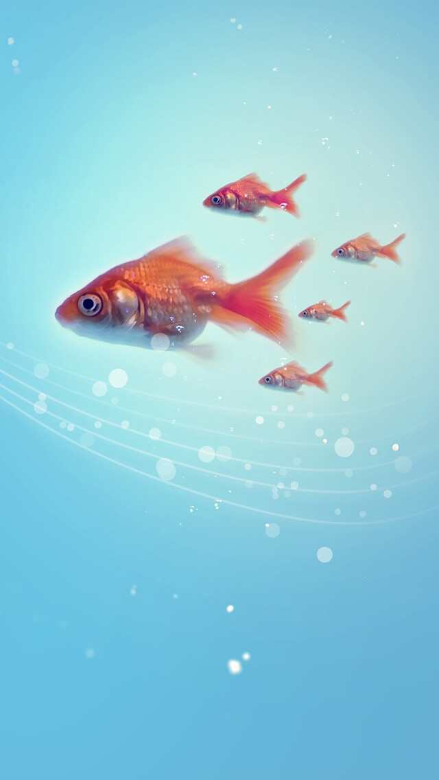 Goldfish iPhone 5 Wallpaper