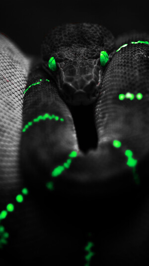 Dark Snake iPhone 5 Wallpaper