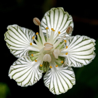 细叶梅花草 parnassia asarifolia：卫矛科梅花草属，此属植物很多都能长在寒冷贫瘠的地方，属名来自希腊神话帕纳赛斯Parnassus山，是缪斯女神的所在