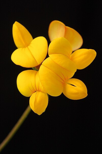 百脉根花 (Lotuscorniculatus) 又名五叶草，是多年生豆科百脉根属草本植物，原产于欧、亚两洲温暖地区，现世界各国广泛栽培利用